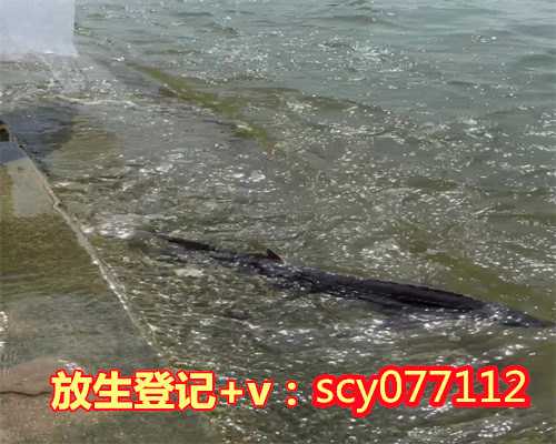 温州放生锦鲤鱼