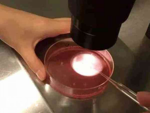 洛阳中心医院三代试管助孕：能否实现生男孩的愿望？