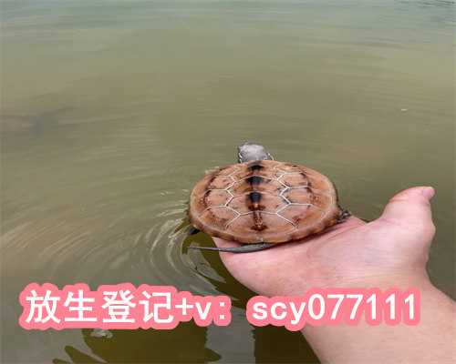广州放生乌龟，