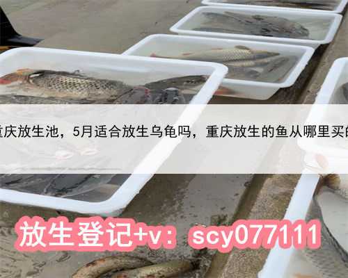 重庆放生池，5月适合放生乌龟吗，重庆放生的鱼从哪里买的
