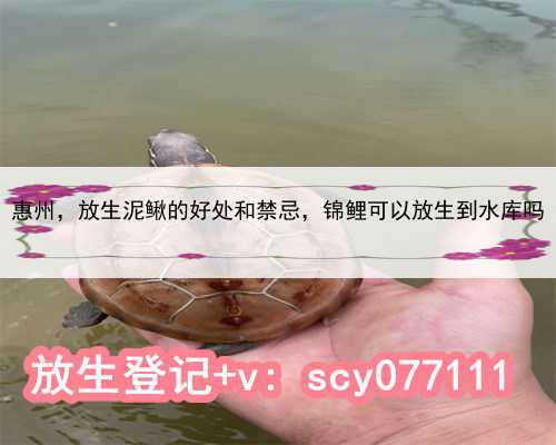 惠州放生泥鳅的好处和禁忌，锦鲤可以放生到水库吗