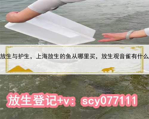 上海放生与护生，上海放生的鱼从哪里买，放生观音雀有什么功德