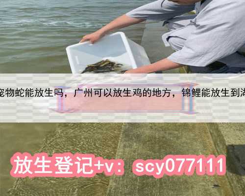 广州宠物蛇能放生吗，广州可以放生鸡的地方，锦鲤能放生到湖里吗