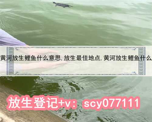 贵州黄河放生鲤鱼什么意思,放生最佳地点,黄河放生鲤鱼什么意思