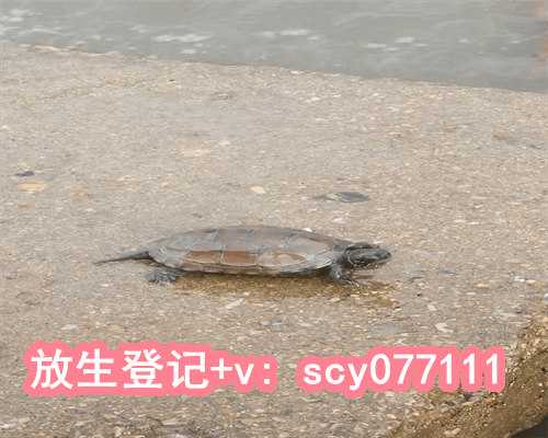 苏州乌龟放生地方有哪些，上海苏州河频现大量鱼类死亡，科学放生的方式有哪